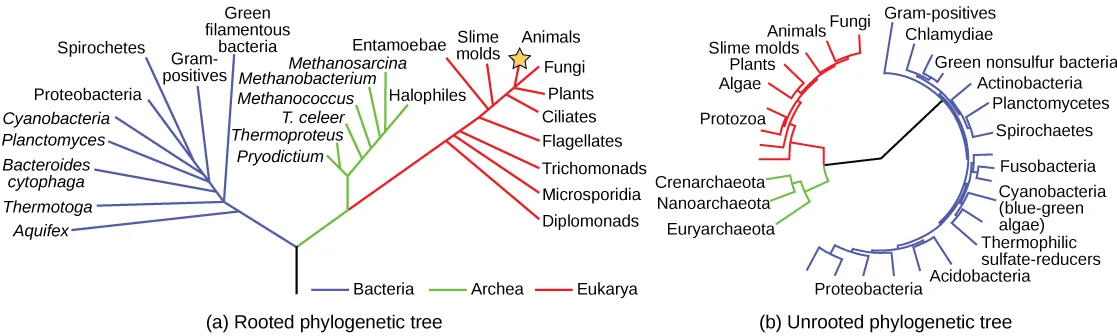 The phylogenetic tree in part a is rooted and resembles a living tree, with a common ancestor indicated as the base of the trunk. Two branches form from the trunk. The left branch leads to the domain Bacteria. The right branch branches again, giving rise to Archaea and Eukarya. Smaller branches within each domain indicate the groups present in that domain. The phylogenetic tree in part B is unrooted. It does not resemble a living tree; rather, groups of organisms within the Archaea, Eukarya, and Bacteria domains are arranged in a circle. Lines connect the groups within each domain. The groups within Archaea and Eukarya are then connected together. A line from the Archaea/ Eukarya domains, and another from the Bacteria meet in the center of the circle. There is no root, and therefore no indication of which domain arose first.