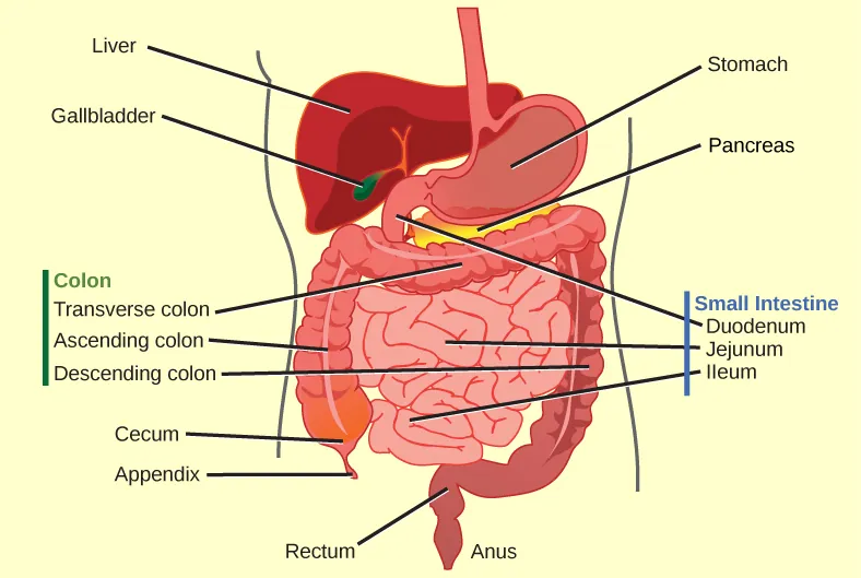 Illustration shows the human lower digestive system, which begins with the stomach, a sac that lies above the large intestine. The stomach empties into the small intestine, which is a long, highly folded tube. The beginning of the small intestine is called the duodenum, the long middle part is called the jejunum, and the end is called the ileum. The ileum empties into the large intestine on the right side of the body. Beneath the junction of the small and large intestine is a small pouch called the cecum. The appendix is at the bottom end of the cecum. The large intestine travels up the left side of the body, across the top of the small intestine, then down the right side of the body. These parts of the large intestine are called the ascending colon, the transverse colon and the descending colon, respectively. The large intestine empties into the rectum, which is connected to the anus. The pancreas is sandwiched between the stomach and large intestine. The liver is a triangular organ that sits above and slightly to the right of the stomach. The gallbladder is a small bulb between the liver and stomach.