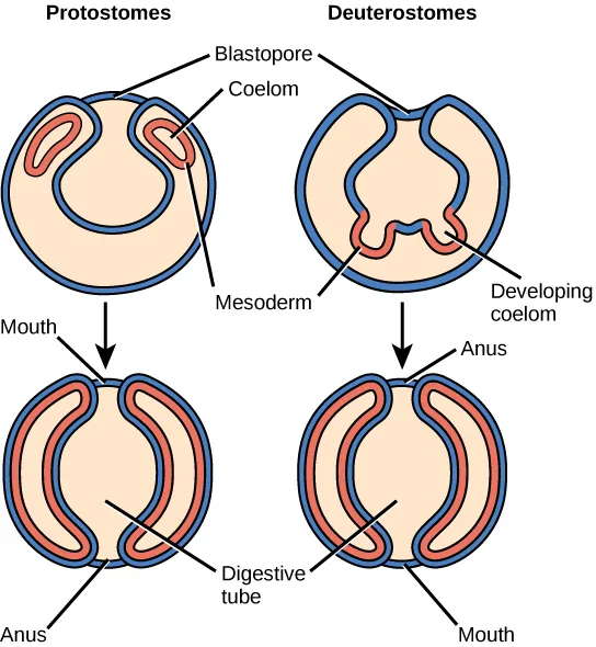 The illustration compares the development of protostomes and deuterostomes. In both protostomes and deuterostomes, the gastrula, which resembles a hollow ball of cells, contains an indentation called a blastopore. In protostomes, two circular layers of mesoderm form inside the gastrula, containing the coelom. As the protostome develops, the mesoderm grows and fuses with the gastrula cell layer. The blastopore becomes the mouth, and a second opening forms opposite the mouth, which becomes the anus. In deuterostomes, two groups of gastrula cells in the blastopore grow inward to form the mesoderm. As the deuterostome develops, the mesoderm pinches off and fuses, forming a second body cavity. The body plan of the deuterostome at this stage looks very similar to that of the protostome, but the blastopore becomes the anus, and the second opening becomes the mouth.
