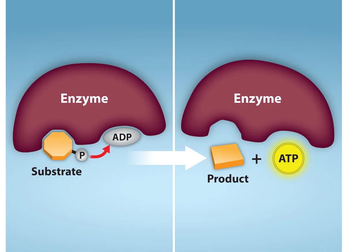 This illustration shows a substrate-level phosphorylation reaction in which the gamma phosphate of A T P is attached to a protein. The substrate, phosphate group, and A D P bind to an enzyme. And the result is the product and A T P.