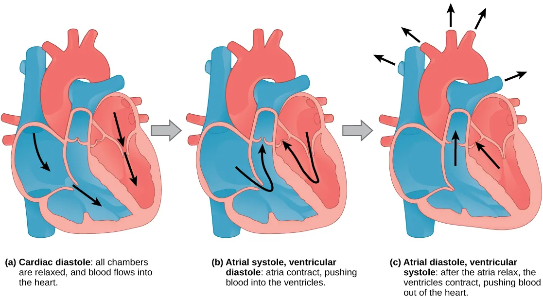 Illustration A shows cardiac diastole. The cardiac muscle is relaxed, and blood flows into the heart atria and into the ventricles. Illustration B shows atrial systole; the atria contract, pushing blood into the ventricles, which are relaxed. Illustration C shows atrial diastole; after the atria relax, the ventricles contract, pushing blood out of the heart.
