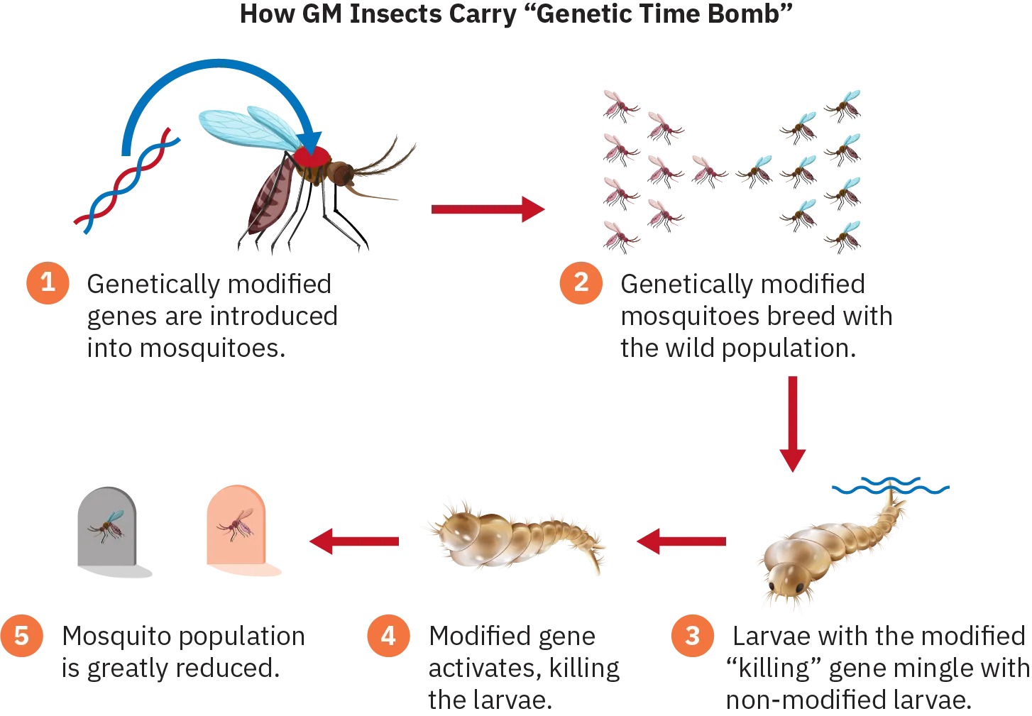 Infographic depicting the following steps: 1) Genetically modified genes are introduced into mosquitoes. 2) Genetically modified mosquitoes breed with wild population. 3) Larvae with the modified “killing” gene mingle with non-modified larvae. 4) Modified gene activates, killing the larvae. 5) Mosquito population is greatly reduced.