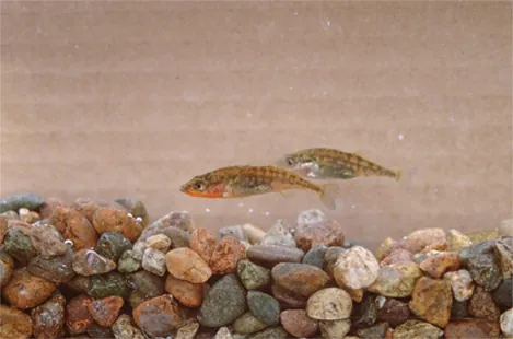  Photo shows two small fish swimming above a rocky bottom.