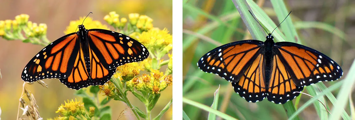 Left: Orange and black butterfly with angular panels of color on its wings.; Right: Another orange and black butterfly with angular panels of color on its wings The patterns on the wings differ slightly from those on the butterfly to left.
