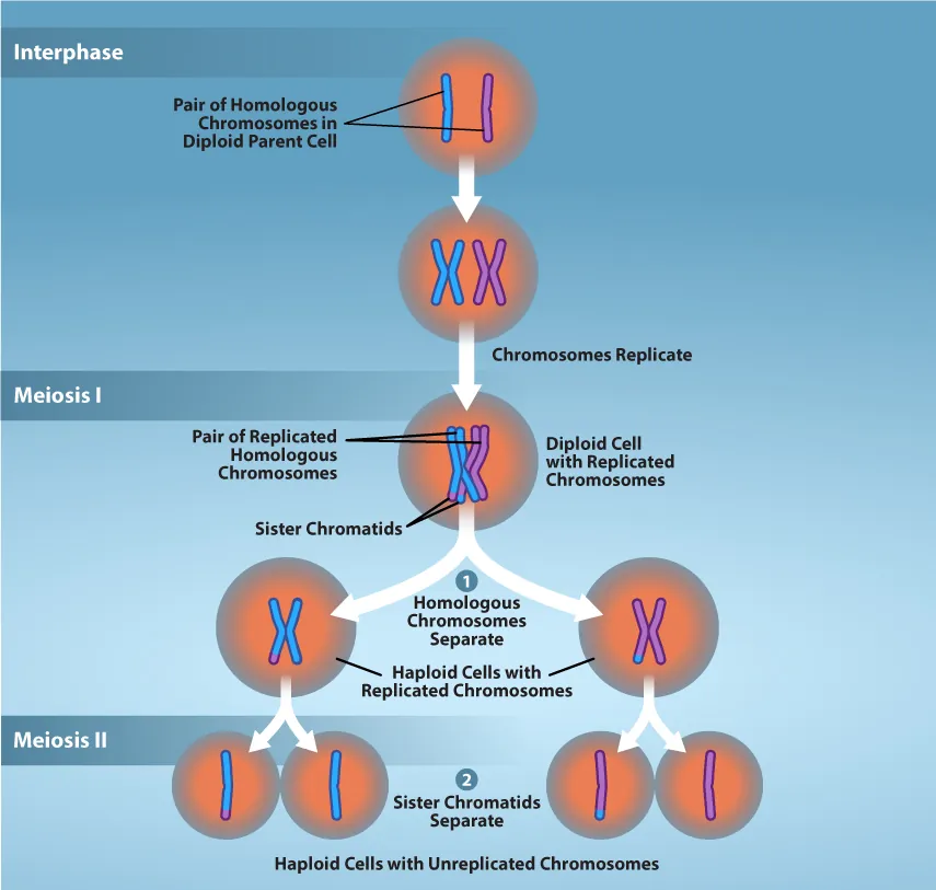 Three phases of meiosis are shown. In interphase, a pair of chromosomes replicate, resulting in a diploid cell with replicated chromosomes. In Meiosis 1, the chromosomes separate into haploid cells. In Meiosis 2, the sister chromosomes separate. 