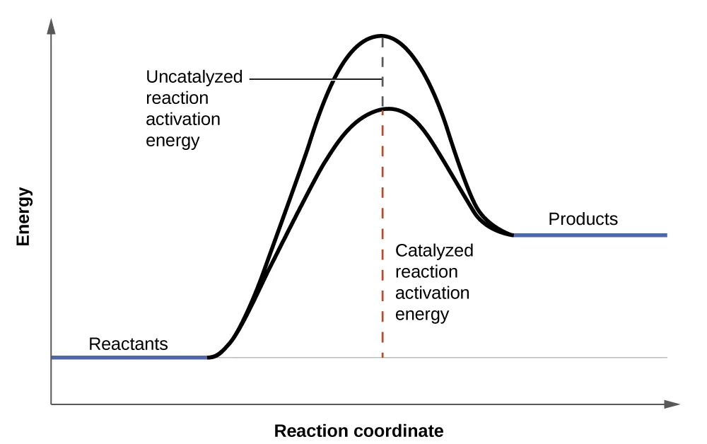 A graph is shown with the label, “Reaction coordinate,” on the x-axis. The x-axis is depicted as an arrow. The y-axis is also an arrow and is labeled, “Energy.” There is a horizontal line that runs the width of the graph and appears just above the x-axis. A segment of this line is blue and is labeled, “Reactants.” From the right end of this line segment, a solid black, concave down curve is shown which reaches the level just below the end of the y-axis. The curve ends at another short, blue line labeled, “Products.” The “Products” line appears at a higher level than the “Reactants” line. An arrow extends from the horizontal line to the apex of the curve. The arrow is labeled, “Uncatalyzed reaction activation energy.” A second, black concave down curve is shown. This curve also meets the reactants and products blue line segments, but only extends to about two-thirds the height of the initial curve. From the horizontal line is another arrow pointing to the apex of the second curve. This arrow is labeled, “Catalyzed reaction activation energy.”
