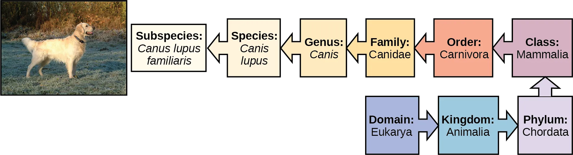 The illustration shows the classification of a dog, which belongs in the domain Eukarya, kingdom Animalia, phylum Chordata, class Mammalia, order Carnivore, family Canidae, genus Canis, species Canis lupus, and the subspecies is Canis lupus familiaris.
