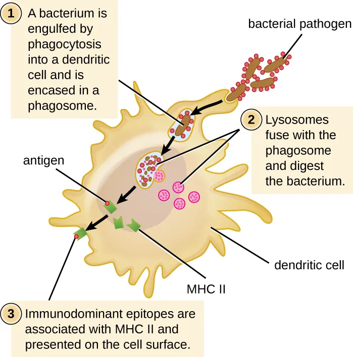 The process of phagocytosis. 1: A bacterium is engulfed by phagocytosis into a dendritic cell and is encased in a phagosome. 2: Lysosomes fuse with the phagosome and digest the bacterium. 3: Immunodominant epitopes are associated with MHC II and presented on the cell surface.