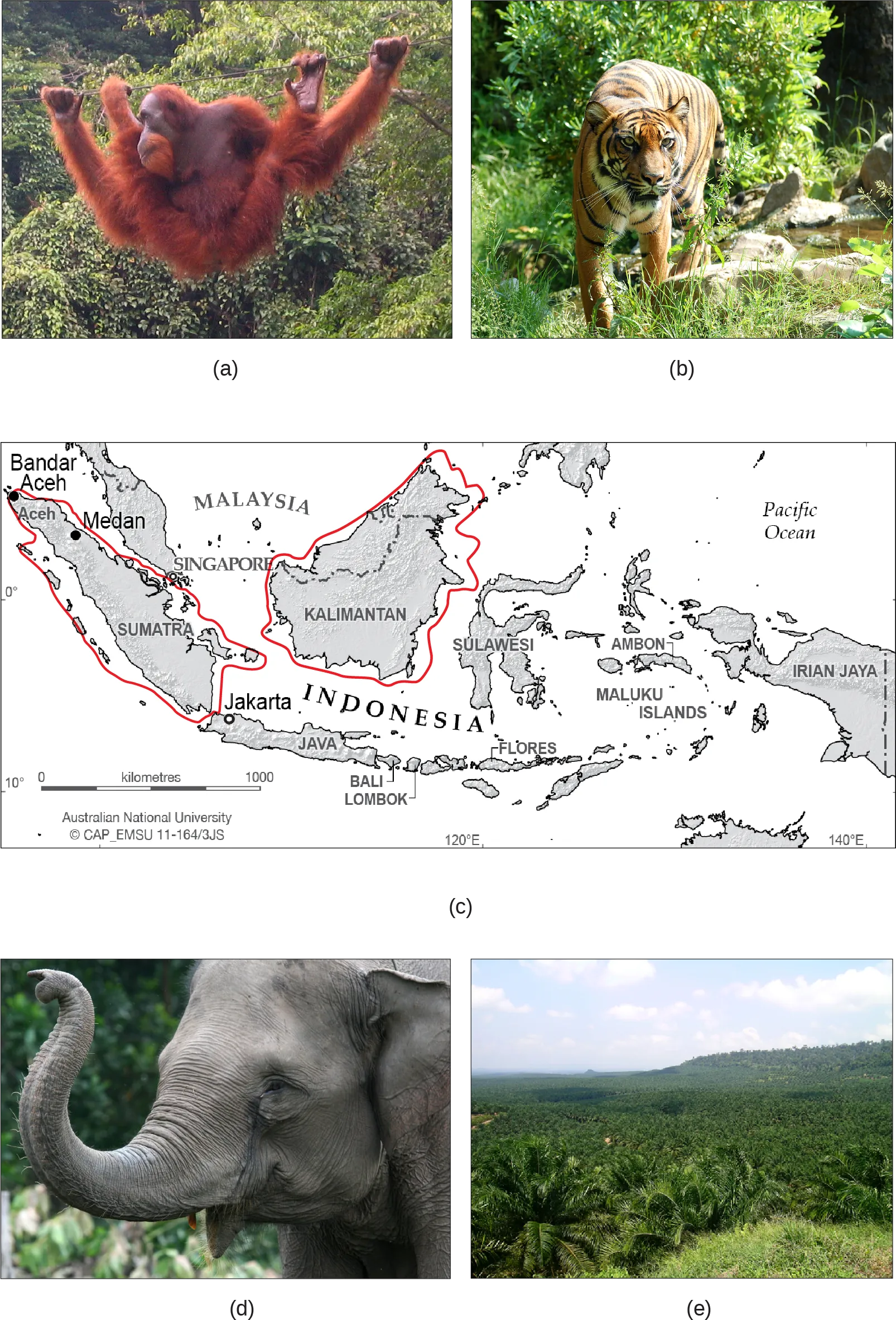  Photo A shows an orangutan hanging from a wire in a lush rainforest filled with many different kinds of vegetation. Photo B shows a tiger. Map C shows the islands of Borneo and Sumatra in the south Pacific, just northwest of Australia. Sumatra is in the country of Indonesia. Half of Borneo is in Indonesia, and half is in Malaysia. Photo D shows a gray elephant. Photo E shows rolling hills covered with homogenous short, bushy oil palm trees.