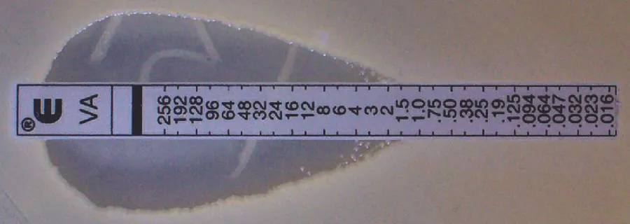 A strip with numbers on a lawn of bacteria. The top of the strip has the highest concentration; the bottom has the lowest. Bacteria are able to grow at anything below 1.5 micrograms per mL
