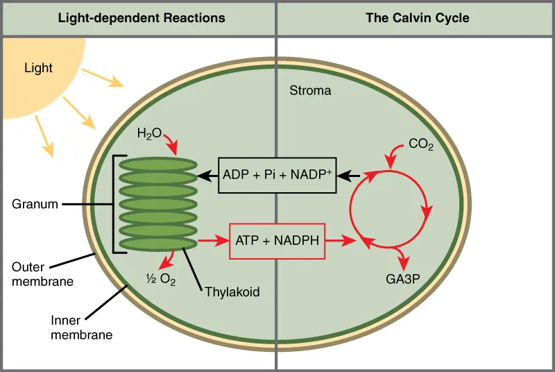 This illustration shows a chloroplast with an outer membrane, an inner membrane, and stacks of membranes inside the inner membrane called thylakoids. The entire stack is called a granum. In the light reactions, energy from sunlight is converted into chemical energy in the form of ATP and NADPH. In the process, water is used and oxygen is produced. Energy from ATP and NADPH are used to power the Calvin cycle, which produces G3P from carbon dioxide. ATP is broken down to ADP and Pi, and NADPH is oxidized to NADP+. The cycle is completed when the light reactions convert these molecules back into ATP and NADPH.