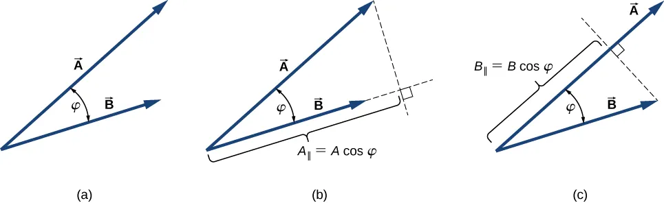 Figure a: vectors A and B are shown tail to tail. A is longer than B. The angle between them is phi. Figure b: Vector B is extended using a dashed line and another dashed line is drawn from the head of A to the extension of B, perpendicular to B. A sub perpendicular is equal to A magnitude times cosine phi and is the distance from the vertex where the tails of A and B meet to the location where the perpendicular from A to B meets the extension of B. Figure c: A dashed line is drawn from the head of B to A, perpendicular to A. The distance from the tails of A and B to where the dashed line meets B is B sub perpendicular and is equal to magnitude B times cosine phi.