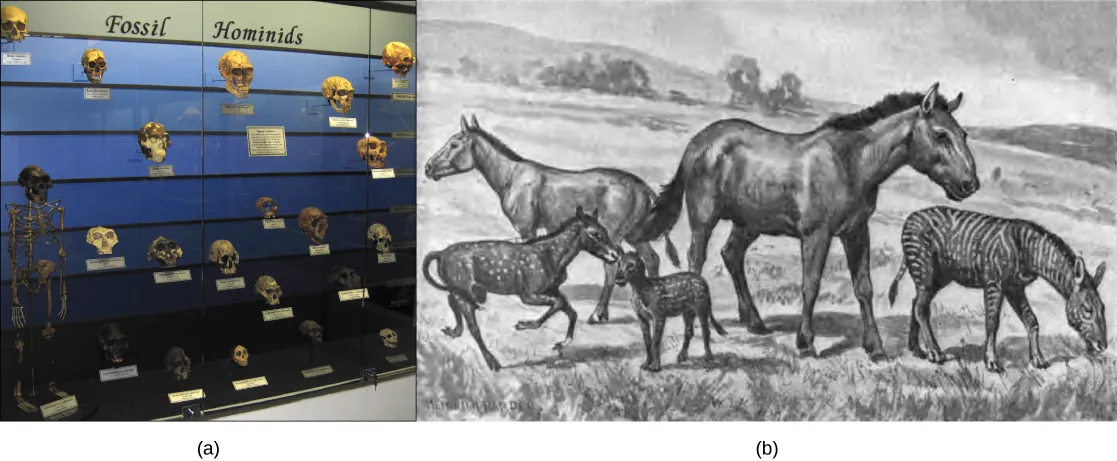 Photo A shows a museum display of hominid skulls that vary in size and shape. Illustration B shows five extinct species related and similar in appearance to the modern horse. The species vary in size from that of a modern horse to that of a medium-sized dog.