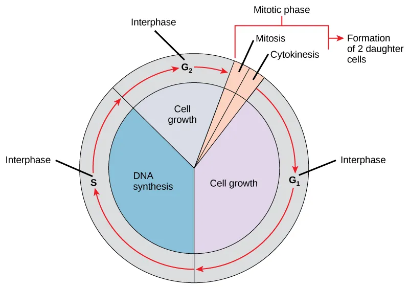 Like a clock, the cell cycles from interphase to the mitotic phase and back to interphase. Most of the cell cycle is spent in interphase, which is subdivided into G_{1}, S, and G_{2} phases. Cell growth occurs during G_{1}, DNA synthesis occurs during S, and more growth occurs during G_{2}. The mitotic phase consists of mitosis, in which the nuclear chromatin is divided, and cytokinesis, in which the cytoplasm is divided, resulting in two daughter cells.