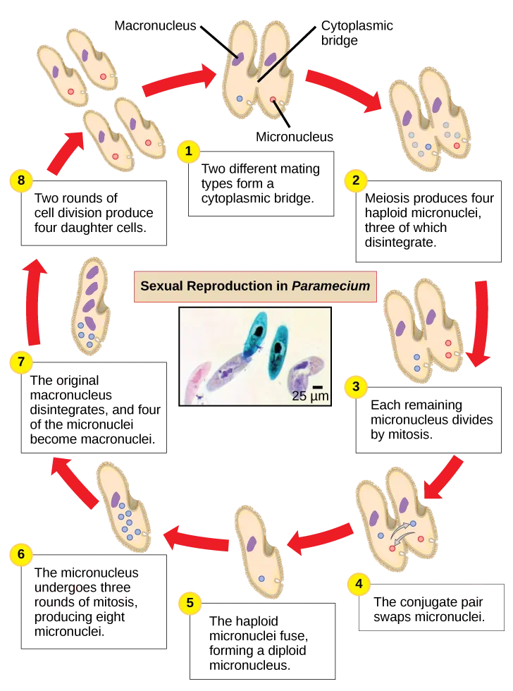 The illustration shows the life cycle of Paramecium. The cycle begins when two different mating types form a cytoplasmic bridge, becoming a conjugate pair. Each Paramecium has a macronucleus and a micronucleus. The micronuclei undergo meiosis, resulting in four haploid micronuclei in each parent cell. Three of these micronuclei disintegrate. The remaining micronuclei divide once by mitosis, resulting in two micronuclei per cell. The parent cells swap one of these micronuclei. The two haploid micronuclei then fuse, forming a diploid micronucleus. The micronucleus undergoes three rounds of mitosis, resulting in eight micronuclei. The original macronucleus dissolves, and four of the micronuclei become macronuclei. Two rounds of cell division result in four daughter cell per each parent cell, each with one macronucleus and one micronucleus.