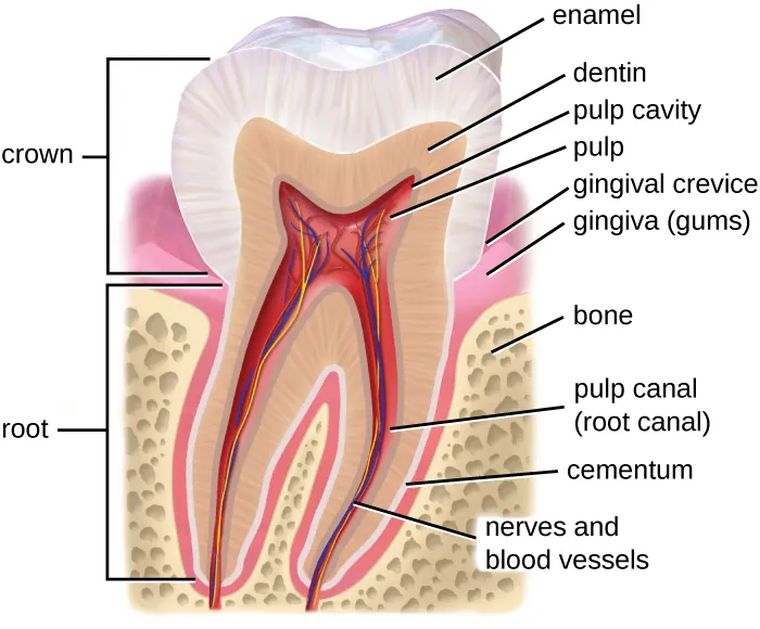 Structure of a tooth. The part above the gums (gingiva) is called the crown, the part below the gingiva is the root. The very top of the crown is a thick enamel, this is very thick at the region above the gingiva and much thinner in the root. The next layer in is the dentin and this is equally thick in both the crown and root. In the very center is the pulp which contains the pulp canal (root canal) and nerve and blood vessels. The root sits mainly in the bone region. There is a small space where the tooth extends past the gingiva, this is called the gingival crevice.