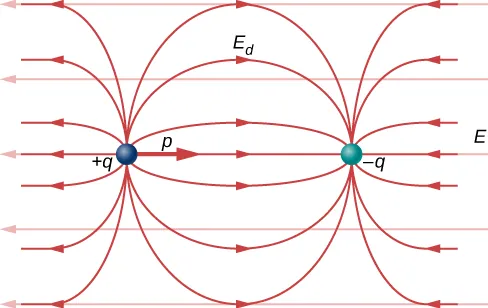 Dipol, składający się z ujemnego ładunku po lewej stronie i dodatniego po stronie prawej jest umieszczony w jednorodnym polu elektrycznym skierowanym w prawo. Moment dipolowy p, jest zwrócony w prawo. Wypadkowe pole elektryczne będące sumą pola elektrycznego dipola i jednorodnego zewnętrznego pola elektrycznego, jest skierowane poziomo w oddali od dipola, podobnie do pola dipola w jego pobliżu.