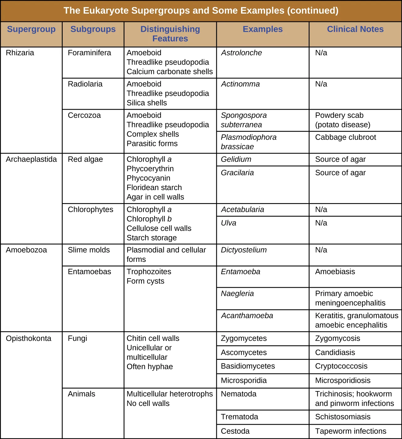 Table titled: the eukaryote supergroups and some example species. There are 5 columns in the table: supergroup, subgroup, distinguishing features, examples and clinical notes. The supergroup Rhizaria is divided into 3 subroups: Foraminifera, Radiolaria, and Cerozoa. Foraminifer have the following distinguishing features: amoeboid, thereadlike pseudopodia, calclium carbonate shells. An example is Astrolonche which does not cause disease. Radiolaria have the following distinguishing features: amoeboid, threadlike pseudopodia, silica shells. An example is Actinomma which does not cause disease. Cerozoa have the following distinguishing features: amoeboid, threadlike pseudopodia, complex shells, parasitic forms. Examples include Spongospora subterranean which causes powdery scab (potato disease) and Plasmodiophora brassicae which causes cabbage clubroot. Supergroup Archaeplastida is divided into 2 groups: red algae and Chlorophytes. Red algae have the following distinguishing features: chlorophyll a, phycoerythrin, phycocyanin, flodean starch, agar in cell walls. Examples include Gelidium and Gracilaria which are sources of agar. Chlorophytes have the following distinguishing features: chlorphyll a, chlorophyll b, cellulose cell walls, starch storage. Examples include Acetabularia and Ulva which do not cause disease. Supergroup Amoebozoa is divided into 2 subgroups: slime molds and entamoebas. Slime molds have plasmodial and cellular forms. An example is Dictyostelium which does not cause disease. Entamoebas have the following distinguishing features: trophozoites and form cysts. Examples include Entamoeba which causes Amoebiasis, Naegleria which causes Primary amoebic meningoencephalitis, and Acanthamoeba which causes Keratitis, and granulomatous ameoebic encephalitis. Supergroup Opisthokonta is divided into subroups fungin and animals. Fungi have the following distinguishing features: chitin cell walls, unicellular or multicellular, often hyphae. Examples include Zygomyctes which cause zygomycosis, Asomycetes which cause Candidiasis, Basidiomycetes which cause Cryptococcosis, and Microsporidia which causes microsporidiosis. Animals have the following distinguishing features: multicellular heterotrophs with no cell walls. Examples include Nematoda which cause Trichonosis, hookworm and pinworm infections, Termatoda which causes Schistosomiais, and Cestoda which causes tapeworm infection.