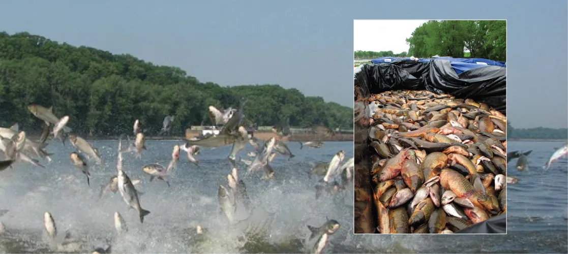 Main photo shows fish jumping out of the water, and inset photo shows a pile of dead fish in a container.
