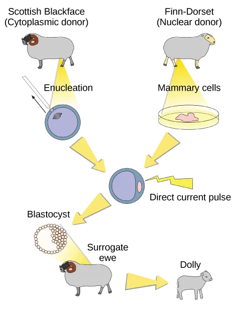 To clone Dolly the sheep, a Scottish Blackface sheep was used as a cytoplasmic donor. Eggs from this sheep were extracted, and the nucleus removed. A Finn-Dorset sheep was used as the nuclear donor. Nuclei were extracted from mammary cells, and direct electric current was used to fuse the nuclear DNA with the donor egg. The egg was then allowed to divide to the blastocyst stage, in which a sphere of cells contains a cluster of cells on one side. The blastocyst was implanted in a surrogate mother, resulting in Dolly the sheep.