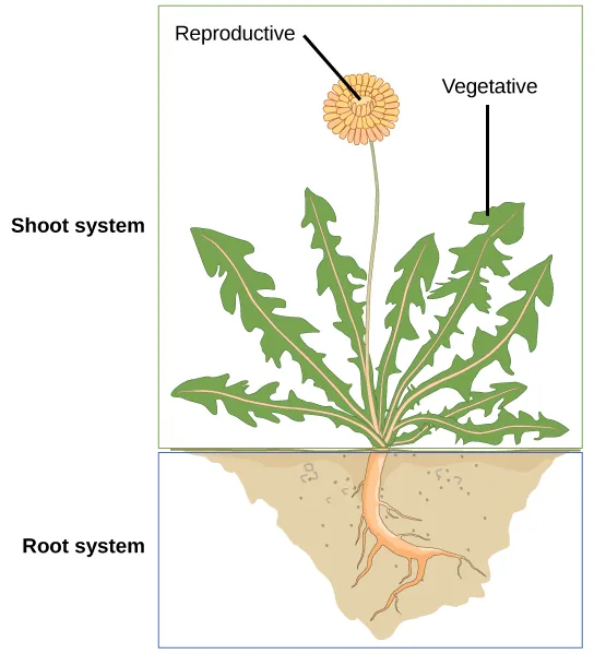 Illustration shows a dandelion plant. The shoot system consists of leaves and a flower on a stem. The flower is labeled as reproductive; the leaves are labeled as vegetative. The root system consists of a single, thick root that branches into smaller roots.