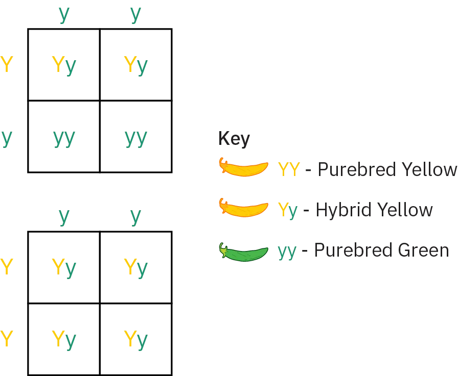 Top chart shows a cross between a plant represented by two green y’s, indicating purebred green, and a plant represented by one green and one yellow y, indicating hybrid yellow. Crosses result in two plants represented by two green y’s (purebred green) and two represented by a yellow and green y (hybrid yellow). Bottom chart shows a cross between a plant represented by two green y’s (purebred green) and a plant represented by two yellow y’s (purebred yellow). All four offspring are represented by one green and one yellow y (hybrid yellow).