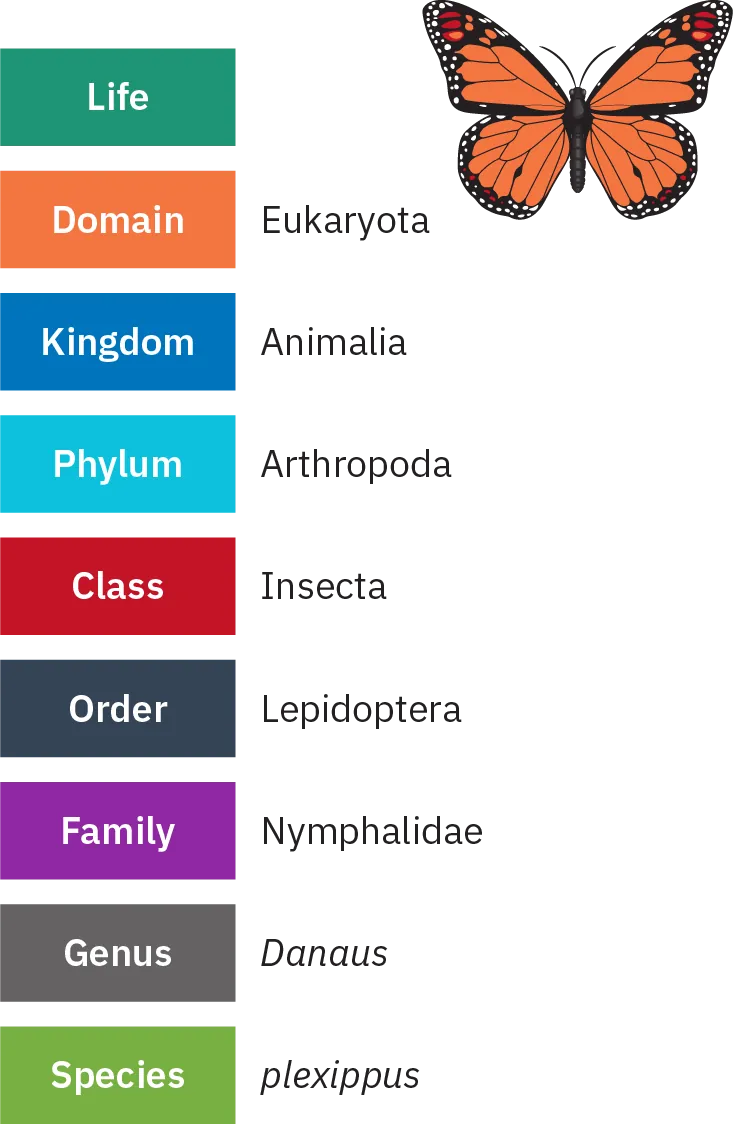 Chart containing the following information, beginning with the most general classification and moving to the most specific: 1) Life; 2) Domain - Eukaryota; 3) Kingdom - Animalia; 4) Phylum - Arthropoda; 5) Class - Insecta; 6) Order - Lepidoptera; 7) Family - Nymphalidae; 8) Genus - Danaus; 9) Species - plexippus.