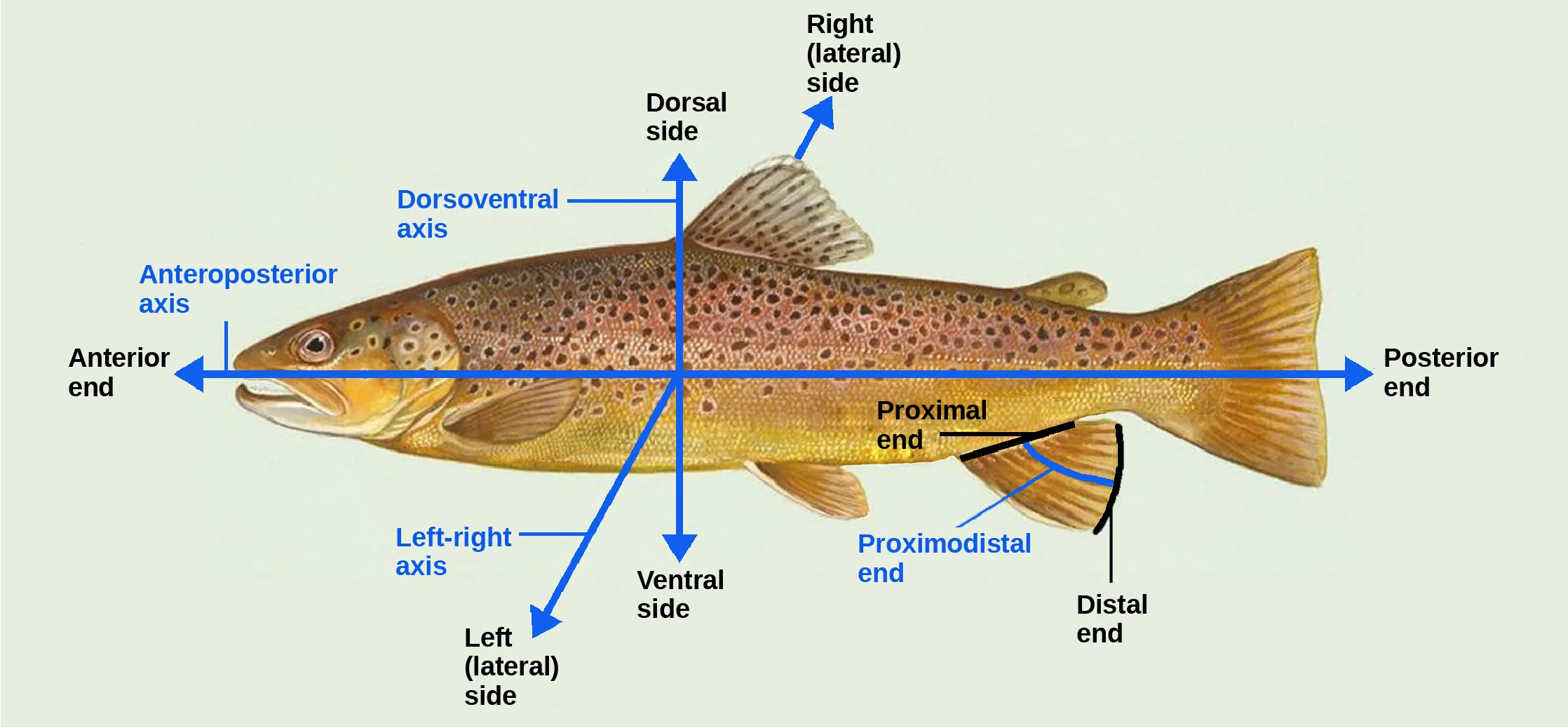 Illustration shows a fish dissected by lines into anterior (front) and posterior (rear) ends and dorsal (top) and ventral (bottom) surfaces.  It also indicates that where the fishs fin contacts its body is the proximodistal end, and the outer edge of the fin is the distal end.