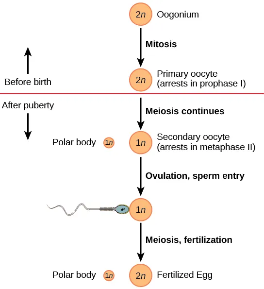 Oogenesis begins when the 2n oogonium undergoes mitosis, producing a primary oocyte. The primary oocytes arrest in prophase 1 before birth. After puberty, meiosis of one oocyte per menstrual cycle continues, resulting in a 1n secondary oocyte that arrests in metaphase 2 and a polar body. Upon ovulation and sperm entry, meiosis is completed and fertilization occurs, resulting in a polar body and a fertilized egg.
