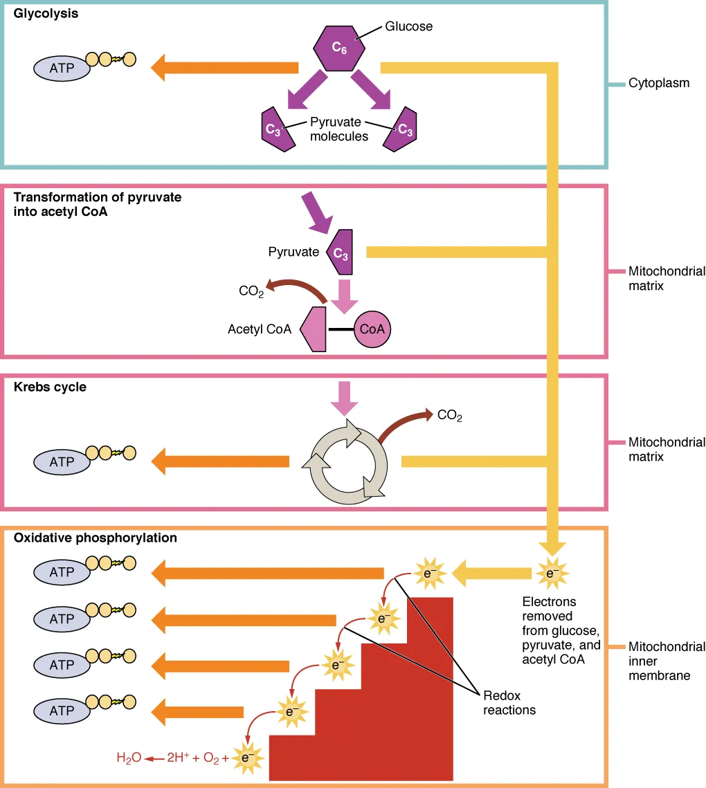 This figure shows the different pathways of cellular respiration. The pathways shown are glycolysis, the pyruvic acid cycle, the Krebs cycle, and oxidative phosphorylation.