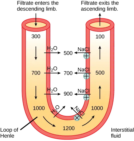 A U-shaped tube represents the loop of Henle. Filtrate enters the descending limb, and exits the ascending limb. The descending limb is water-permeable, and water travels from the limb to the interstitial space. As a consequence, the osmolality of the filtrate inside the limb increases from 300 milliosmoles per liter at the top to 1200 milliosmoles per liter at the bottom. The ascending limb is permeable to sodium and chloride ions. Because the osmolality inside bottom part of the limb is higher than the interstitial fluid, these ions diffuse out of the ascending limb. Higher up, sodium is actively transported out of the limb, and chloride follows.  At the top of the ascending limb, the filtrate is 100 milliosmoles.