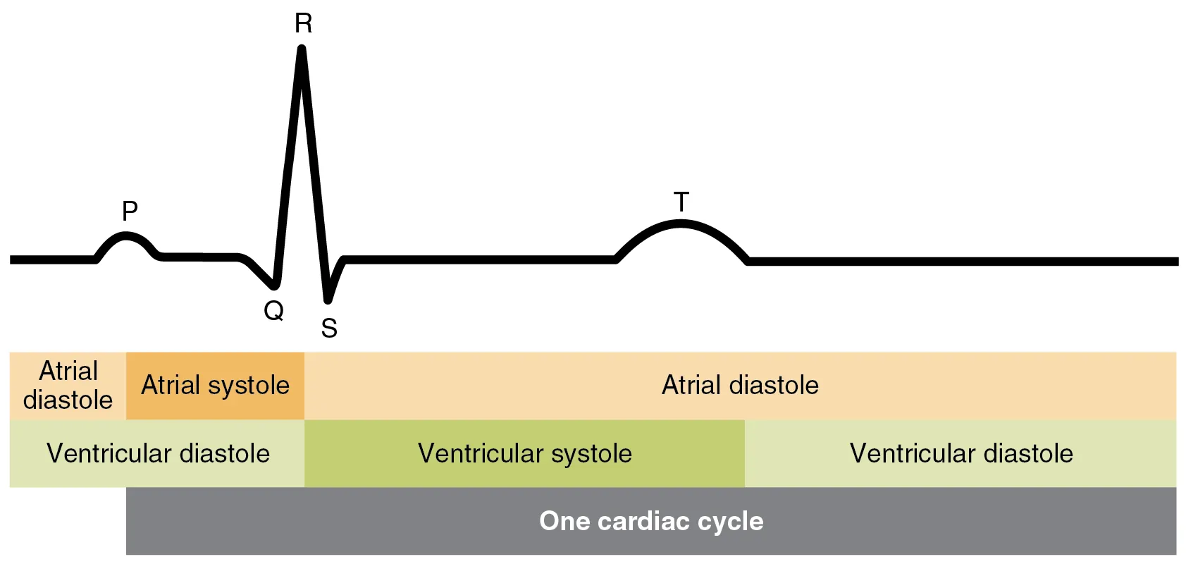 This image shows the correlation between the cardiac cycle and the different stages in a electrocardiogram.