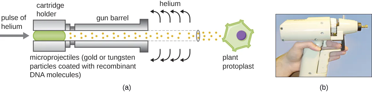 a) a diagram of a gene gun. The gun barrel points towards a plant protoplast. A pulse of helium pushes microprojections (gold or tungsten particles coated with recombinant DNA molecules) through the barrel and into the plant cell. b) a photograph of a gene gun; it is the size and shape of a hair-dryer but with a much narrower opening.