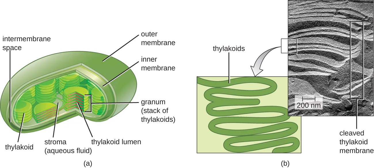 a) Drawing of a chloroplast, which is a bean shaped structure with an outer membrane and an inner membrane. Between these is the intermembrane space. Inside the inner membrane is an aqueous fluid called stroma and membranes (thylakoids) that form stacks called (grana). The thylakoids form disks with an inner thylakoid lumen. B) Micrograph and drawing of thyladoids which look like folded material. One of the thylakoid membranes is cleaved.