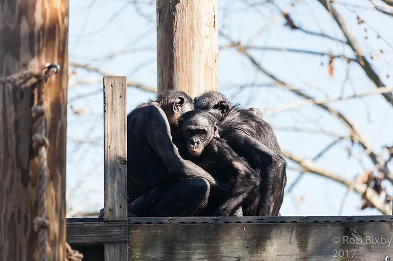 Three bonobo chimpanzees hugging each other.