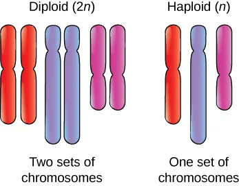 A depicture of a diploid arrangement of chromosomes shows two each of three different chromosomes.  This is next to a diagram of a haploid arrangement of chromosomes with only one of each of three chromosomes.