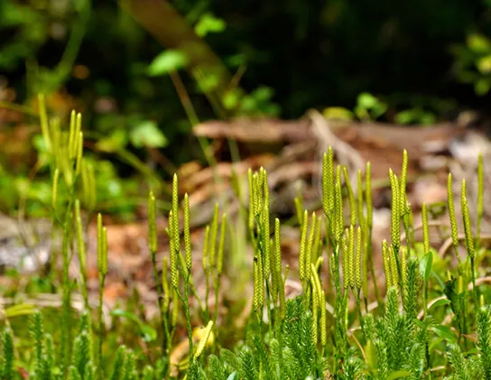 In the photo, seed-like strobili are arranged around the slender stalks of a club moss.