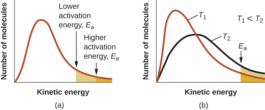 Two graphs are shown each with an x-axis label of “Kinetic energy” and a y-axis label of “Fraction of molecules.” Each contains a positively skewed curve indicated in red that begins at the origin and approaches the x-axis at the right side of the graph. In a, a small area under the far right end of the curve is shaded orange. An arrow points down from above the curve to the left end of this region where the shading begins. This arrow is labeled, “Higher activation energy, E subscript a.” In b, the same red curve appears, and a second curve is drawn in black. It is also positively skewed, but reaches a lower maximum value and takes on a broadened appearance as compared to the curve in red. In this graph, the red curve is labeled, “T subscript 1” and the black curve is labeled, “T subscript 2.” In the open space at the upper right on the graph is the label, “T subscript 1 less than T subscript 2.” As with the first graph, the region under the curves at the far right is shaded orange and a downward arrow labeled “E subscript a” points to the left end of this shaded region.