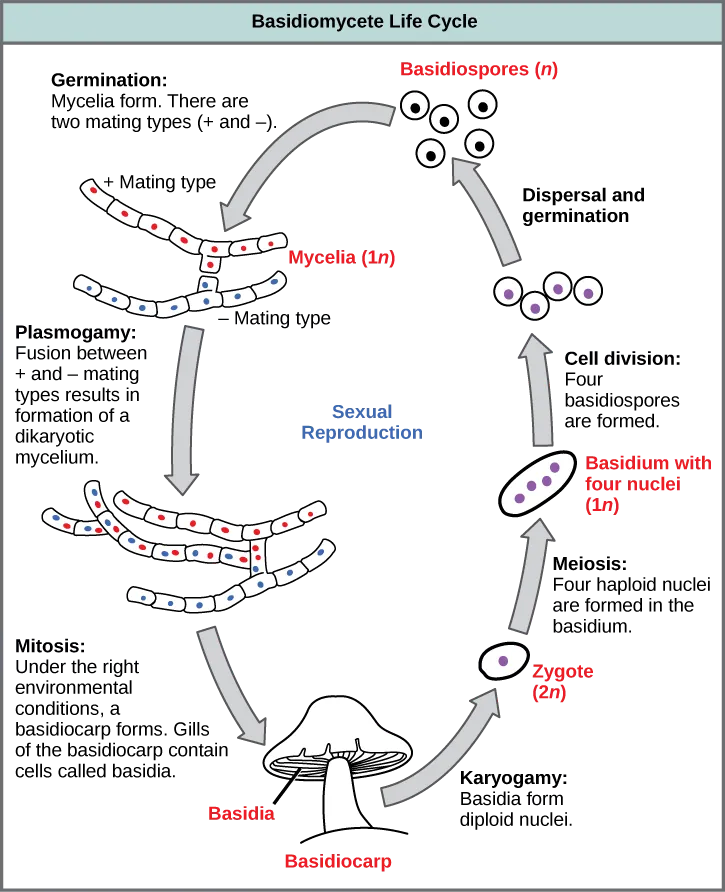  The life cycle of basidiomycetes, better known as mushrooms, is shown. Basidiomycetes have a sexual life cycle that begins with the germination of 1n basidiospores into mycelia with plus and minus mating types. In a process called plasmogamy, the plus and minus mycelia form a dikaryotic mycelium. Under the right conditions, the dikaryotic mycelium grows into a basdiocarp, or mushroom. Gills on the underside of the mushroom cap contain cells called basidia. The basidia undergo karyogamy to form a 2n zygote. The zygote undergoes meiosis to form cells with four haploid (1n) nuclei. Cell division results in four basidiospores. Dispersal and germination of basidiospores ends the cycle.
