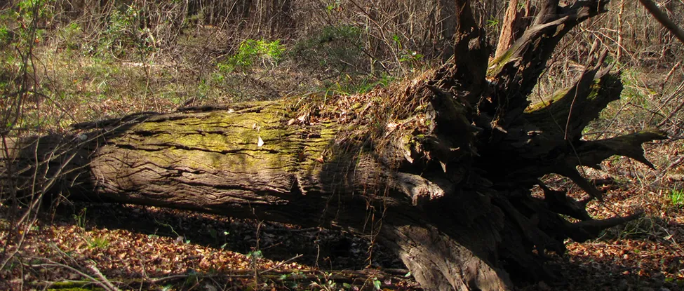 A fallen tree lies on the ground in a forest.