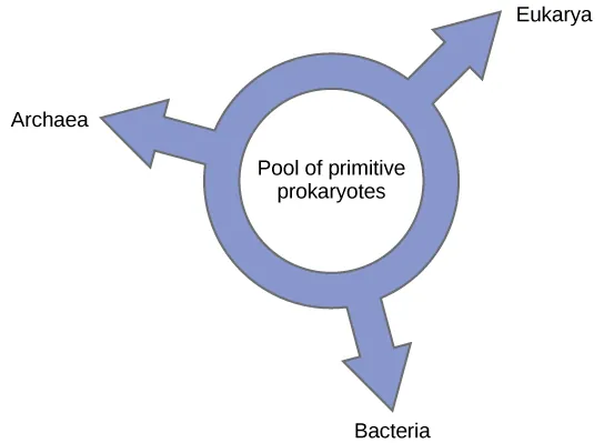 Illustration shows a ring with the words, pool of primitive prokaryotes, in the middle. Three arrows point outward from the ring, pointing at the three domains, Bacteria, Archaea, and Eukarya, indicating that all three domains arose from a common pool of prokaryotes.