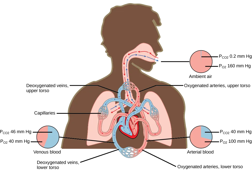 The illustration shows the movement of deoxygenated air into the lungs, and oxygenated air out of the lungs. Also shown is the circulation of blood through the body. Circulation begins when deoxygenated blood in arteries leaves the right side of the heart and enters the lungs. Oxygenated blood exits the lungs, and enters the left side of the heart, which pumps it to the rest of the body via arteries. The partial pressure of oxygen in the atmosphere is 160 millimeters of mercury, and the partial pressure of carbon dioxide is 0.2 millimeters of mercury. The partial pressure of oxygen in the arteries is 100 millimeters of mercury, and the partial pressure of carbon dioxide is 40 millimeters of mercury. The partial pressure of oxygen in the veins is 40 millimeters of mercury, and the partial pressure of carbon dioxide is 46 millimeters of mercury.