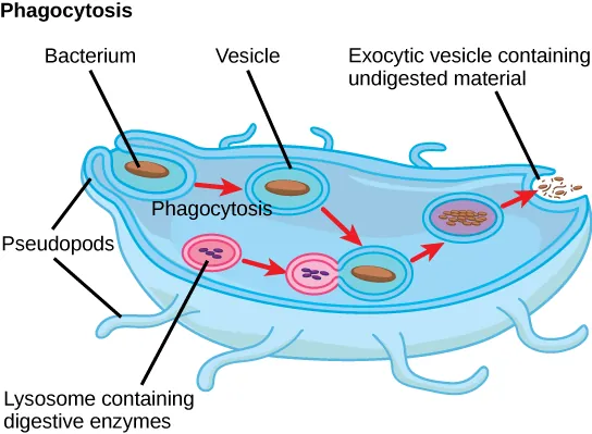 In this illustration, a macrophage consuming a bacterium is shown. As the bacterium is consumed by endocytosis, it is encapsulated in a vesicle. A lysosome fuses with the vesicle and digestive enzymes inside the lysosome digest the bacterium. The undigested material is expelled from the macrophage through the process of exocytosis.