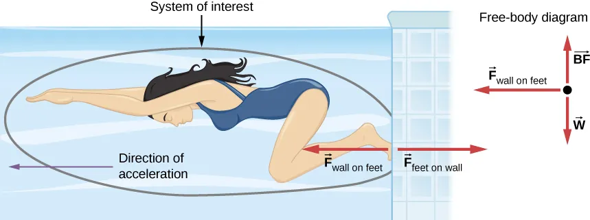 Figure shows a swimmer pushing against a wall with her feet. Direction of acceleration is towards the left. Force F subscript feet on wall points right and force F subscript wall on feet points left. The swimmer is circled and this circle is labeled system of interest. This does not include the wall, nor the force F subscript feet on wall. A free body diagram shows vector w pointing downwards, vector BF pointing upwards and vector F subscript wall on feet pointing left.
