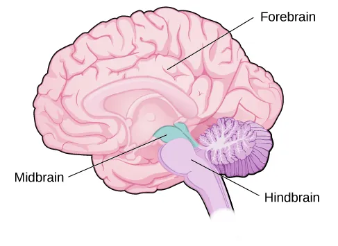 An illustration shows the position and size of the forebrain (the largest portion), midbrain (a small central portion), and hindbrain (a portion in the lower back part of the brain).