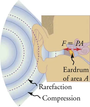 A sound wave with areas of alternating compression and rarefaction enter an ear canal and eardrum.