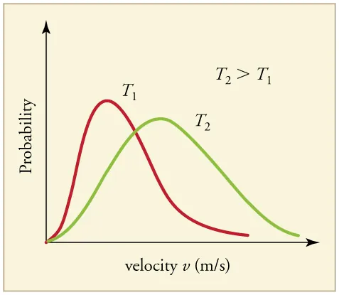 Two distributions of probability versus velocity at two different temperatures plotted on the same graph. Temperature two is greater than Temperature one. The distribution for Temperature two has a peak with a lower probability, but a higher velocity than the distribution for Temperature one. The T sub two graph has a more normal distribution and is broader while the T sub one graph is more narrow and has a tail extending to the right.