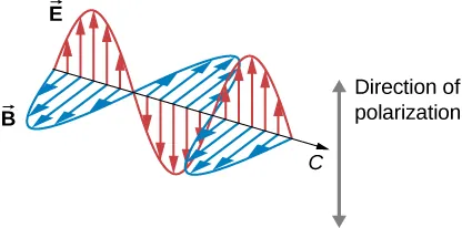 A part of an electromagnetic wave moving with velocity c is shown at one instant in time. The two vector components, E and B, are shown and are perpendicular to one another and to the direction of propagation. The vectors representing the magnitude and direction of E, shown as arrows whose tails lie on the line of propagation of the wave, form a sine wave in one plane. Similarly, the B vectors form a sine wave in a plane perpendicular to the E wave. The E and B waves are in phase. The direction of polarization is given by the direction of the E vectors.