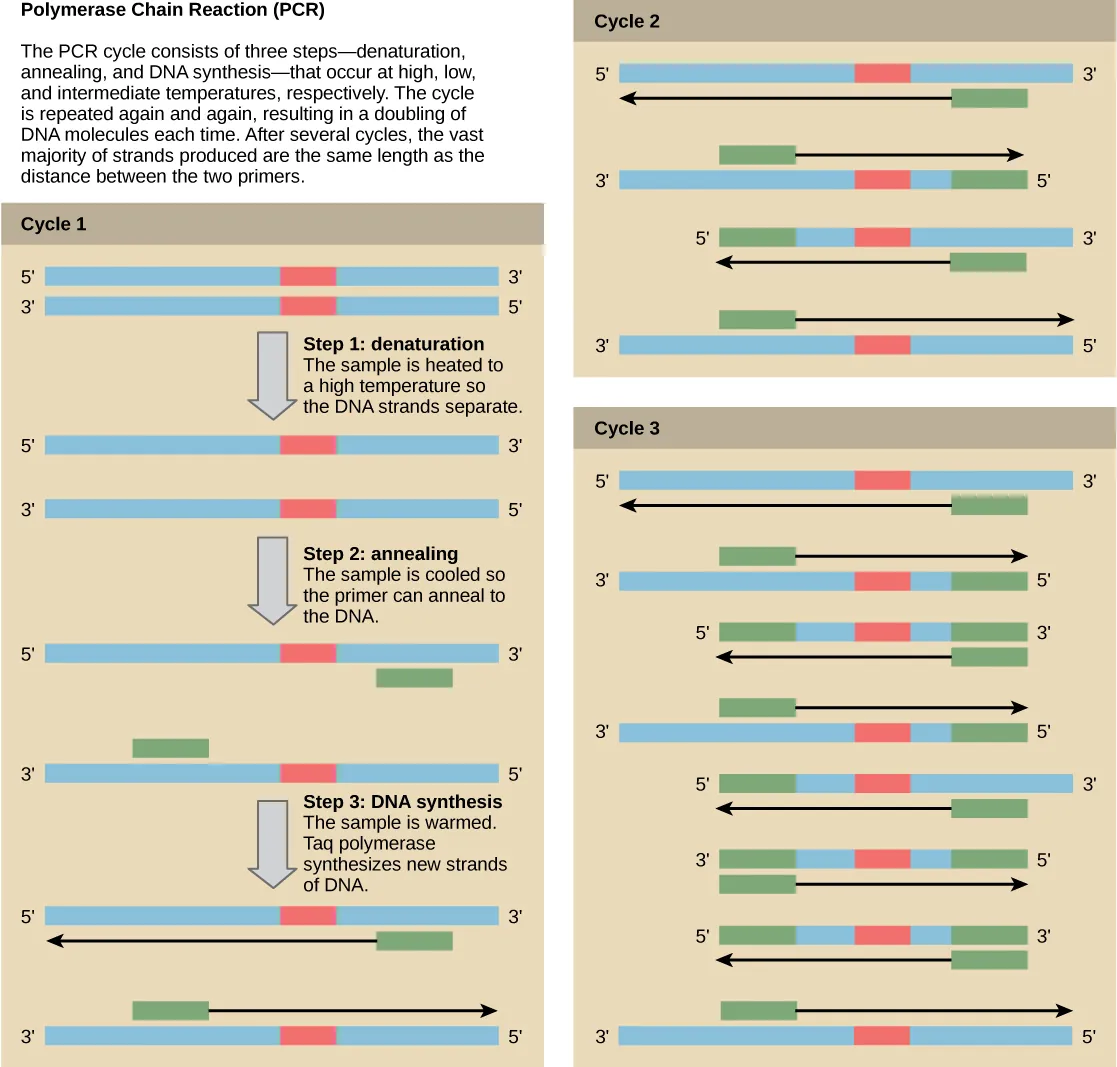 Illustration shows the amplification of a DNA sequence by the polymerase chain reaction. PCR consists of three steps—denaturation, annealing, and DNA synthesis—that occur at high, low, and intermediate temperatures. In step 1, the denaturation step, the sample is heated to a high temperature so the DNA strands separate. In step 2, annealing, the sample is cooled so two primers can anneal to the two strands of DNA. The primers are spaced such that the sequence of interest between them will be amplified. In step 3, DNA synthesis, the sample is warmed to the optimal temperature for Taq polymerase, which synthesizes the complementary strand from the primer to the 3' end of the molecule. This cycle is repeated again and again. Each time, the newly synthesized strands serve as templates so that the amount of DNA doubles with each cycle. As the cycles continue, more and more strands are the size of the distance between the two primers; in the end, the vast majority of strands are this size.