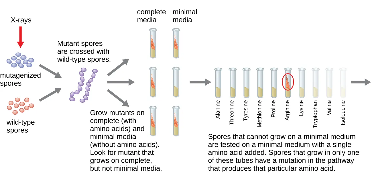 Diagram of Beadle and Tatum’s experiment. Wild type spores are exposed to X-rays to form mutagenized spores. The wild type and mutagenized spores are then crossed. The mutants are then grown on complete (with amino acids) and minimal media (without amino acids). Mutants that grow only on complete medium are identified. Spores that cannot grow on a minimal medium are tested on a minimal medium with a single amino acid added. Spores that grow inonly one of these tubes have a mutation in the pathway that produces that particular amino acid.